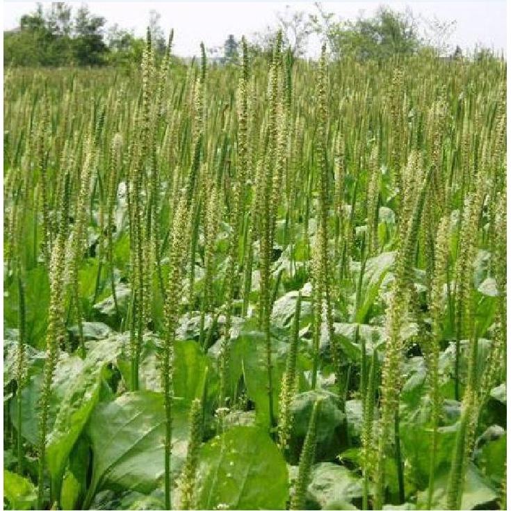 Combo 3 gói hạt giống cây mã đề-gói 2 gram - Tặng 1 gói phân bón