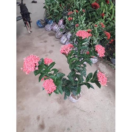 Hoa mẫu đơn đỏ hồng mỹ -bầu cây lớn đang hoa - BCGDHMDHM