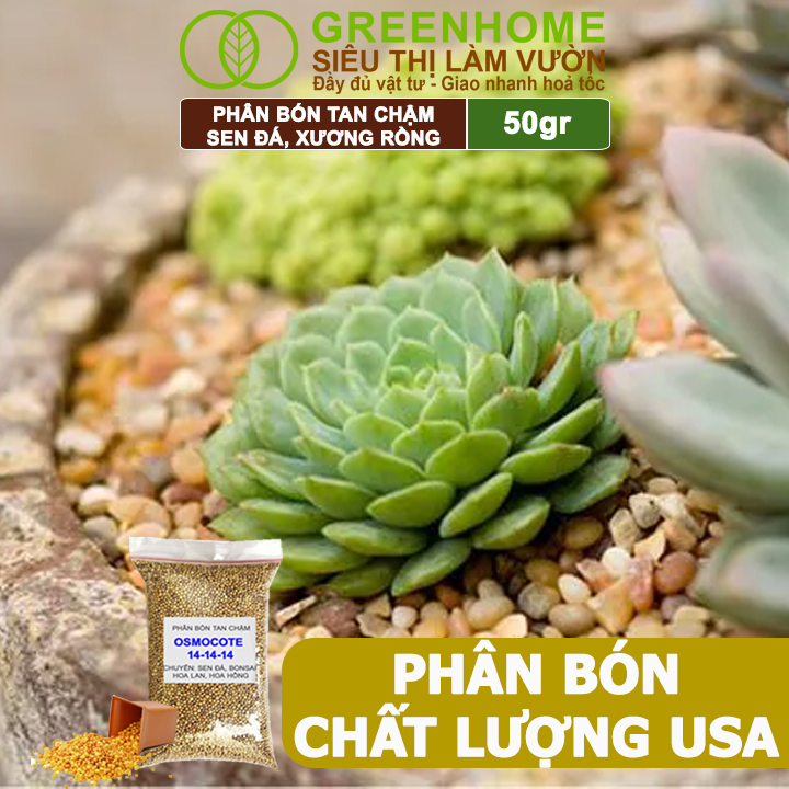 Phân Tan Chậm Greenhome, Oscomote, Bao 50gr, Chuyên Sen Đá, Hoa Hồng, Xương Rồng, Bonsai, GIúp Sen Cứng, Giữ Form, Lên Màu