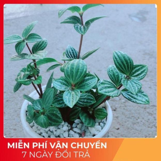 Chậu Cây Kim Cương Hột Xoàn