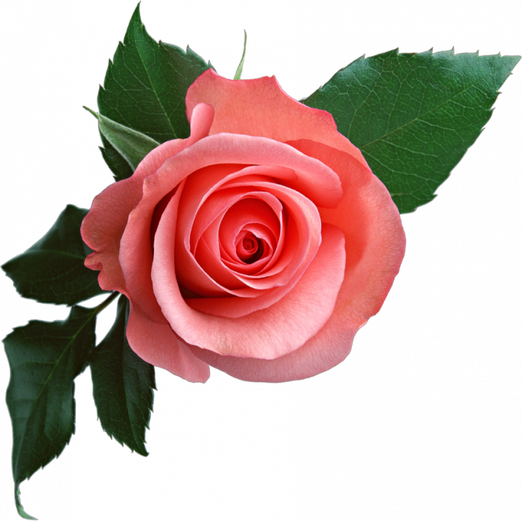 rose png 18968