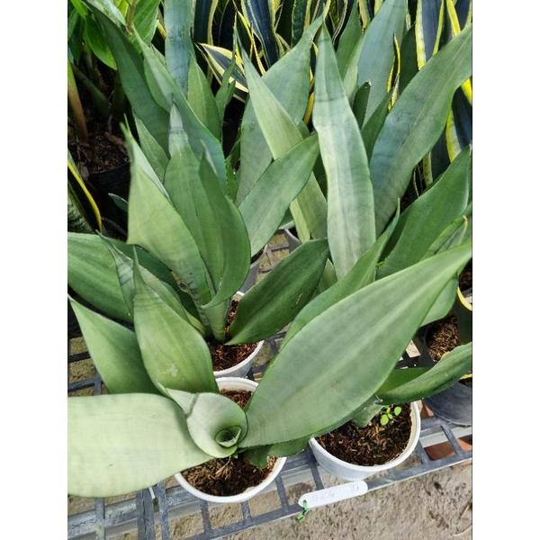 Lưỡi hổ thái bạc - Dracaena trifasciata