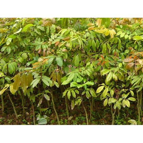 Cây giống Nhãn Hương Chi cho trái sớm.