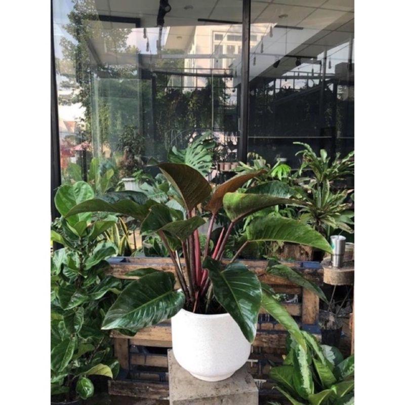 Trầu Bà Đế Vương  Xanh - Vàng  - Đỏ