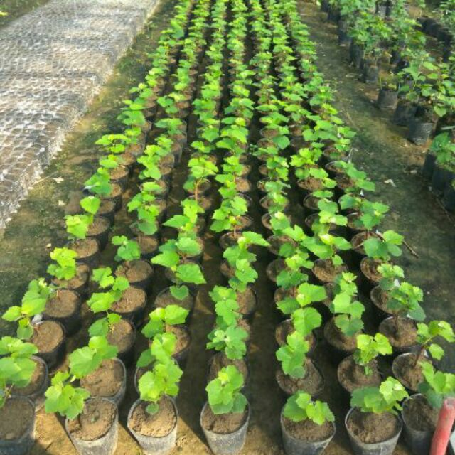 Cây nho ninh thuận