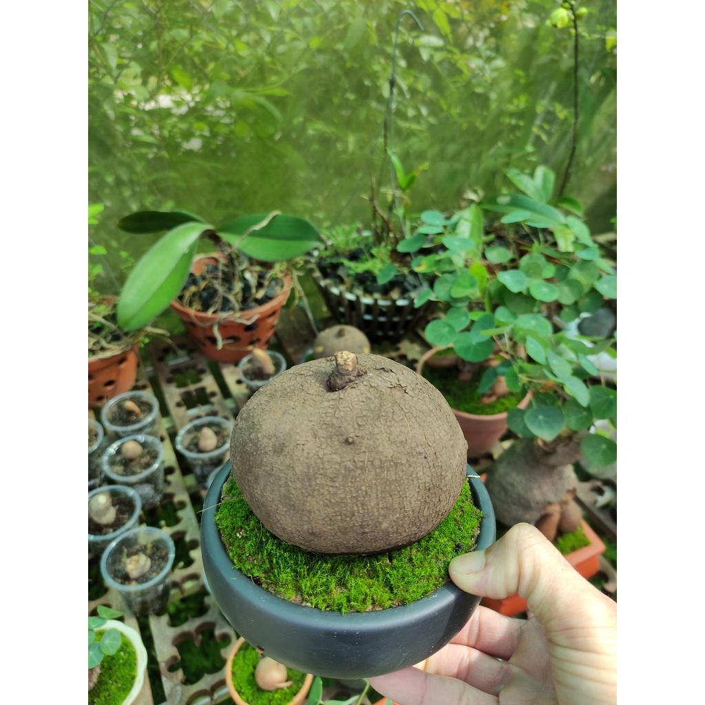 Củ bình vôi 981
