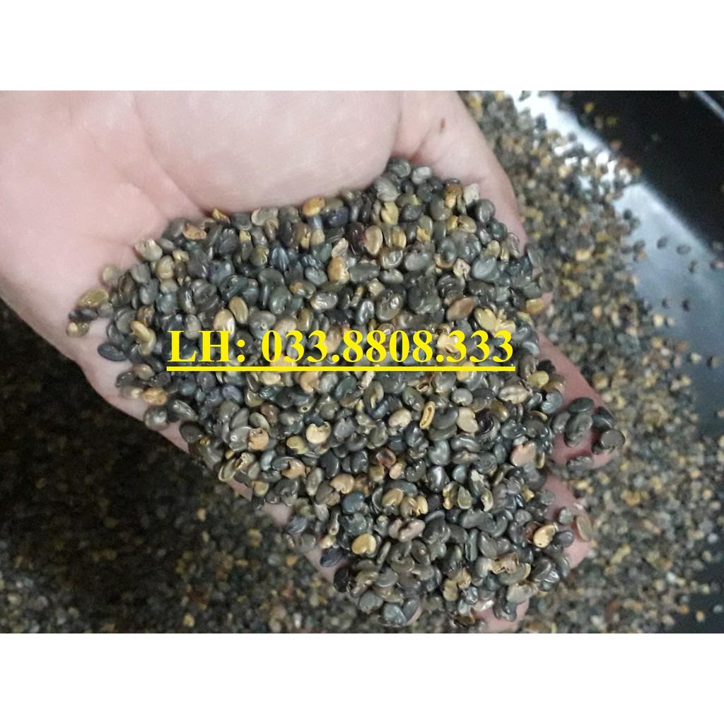 Hạt Giống Cỏ Lục Lạc Sợi - gói 1kg - Hạt Giống Cỏ Chăn Nuôi
