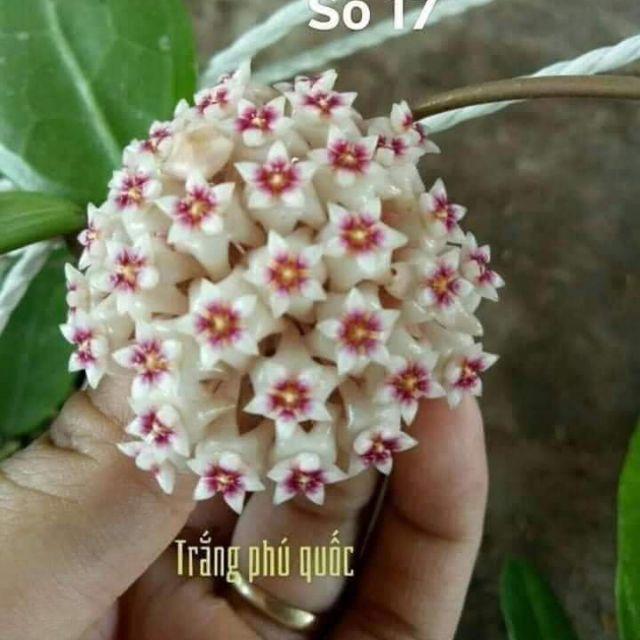 Lan Cẩm Cù Có Đủ Các Màu