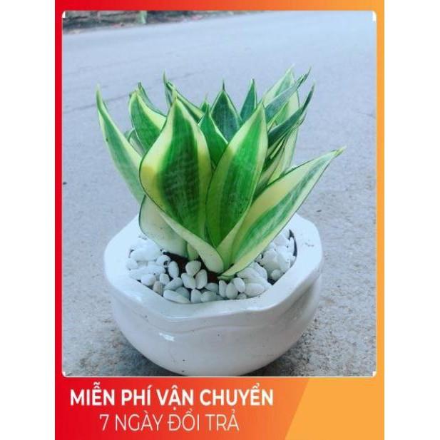 Chậu Lưỡi Hổ Thái