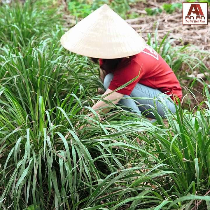 Nước Lau Sàn Sả Chanh, khử mùi đuổi muỗi và côn trùng, Nước lau sàn Hữu cơ Bồ hòn AN AN 1000ml