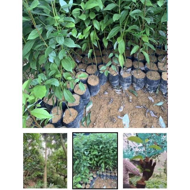 Cây Gù Hương còn gọi là là xá xị. gù hương, xá xị, cây gù hương