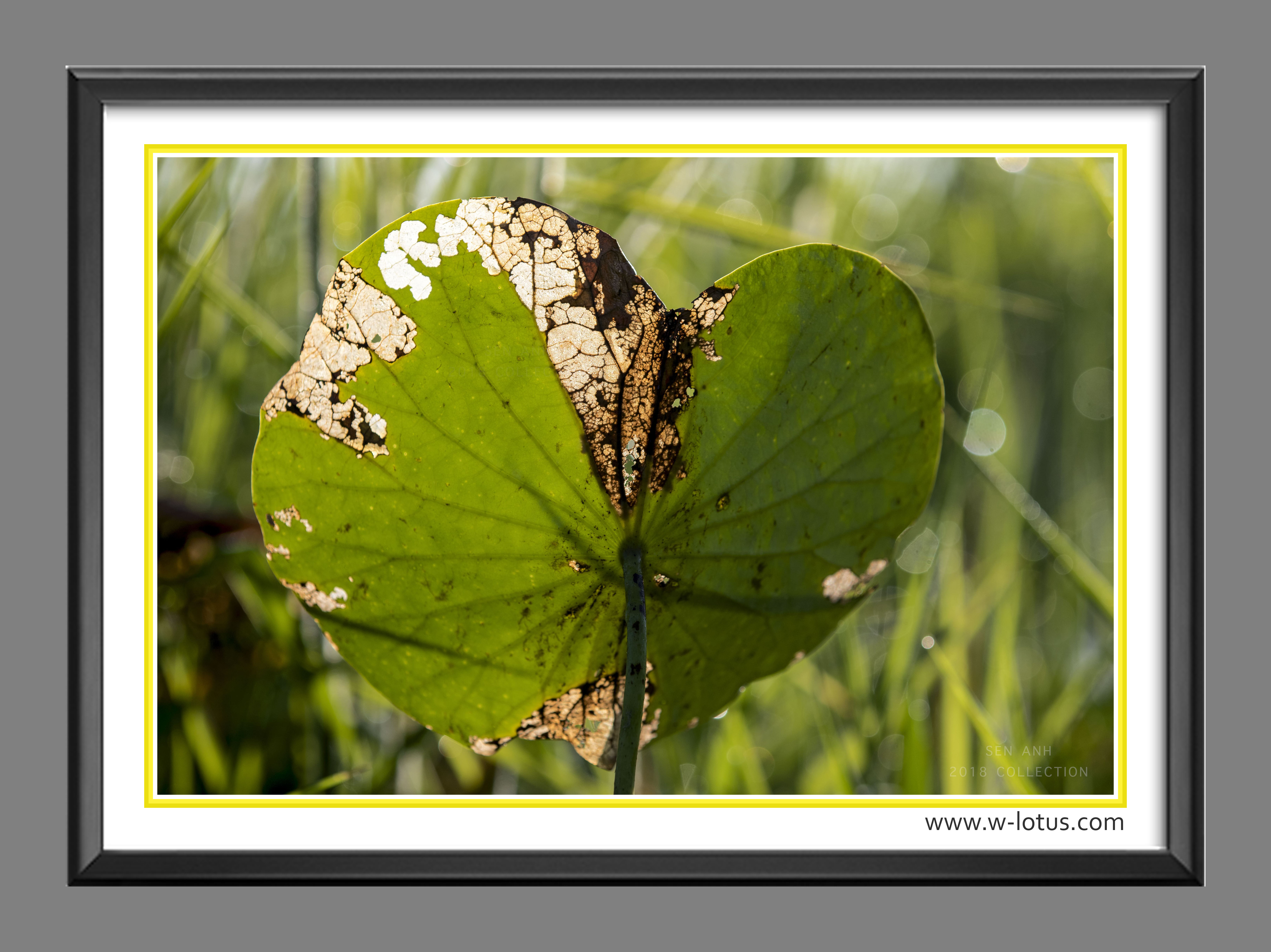 Tranh canvas hoa Sen treo phòng khách ST-00218