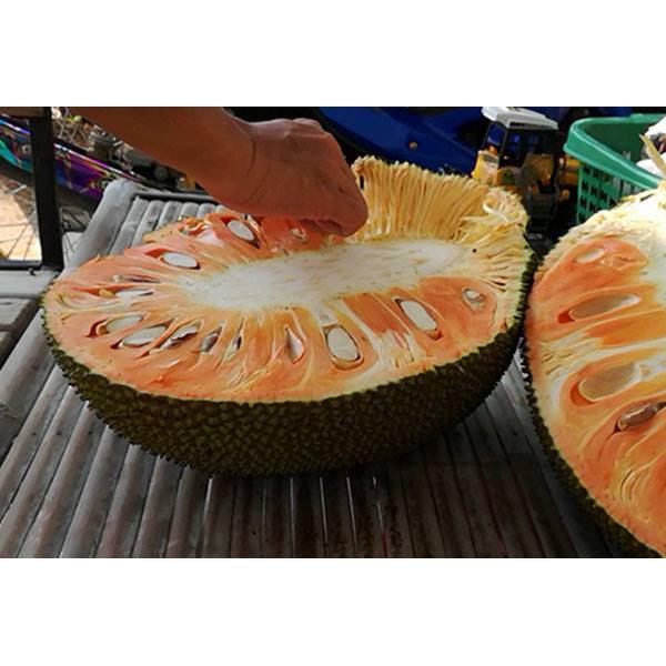 TẶNG 1 GÓI PHÂN BÓN_COMBO 3 CÂY GIỐNG MÍT RUỘT ĐỎ 130K