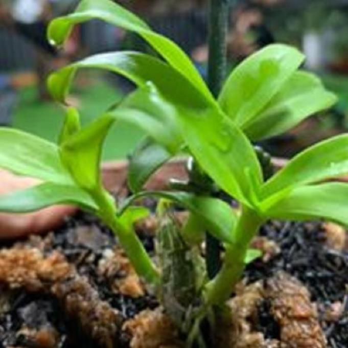 Hoa lan phi điệp - nữ hoàng 28