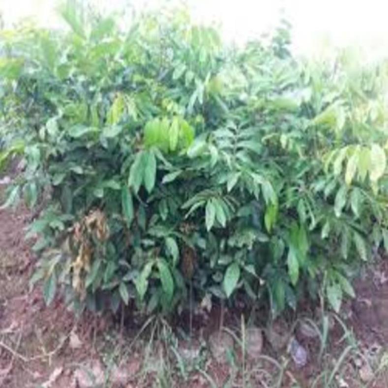 Cây giống nhãn lồng muộn cây giống chuẩn F1 cho năng suất cao