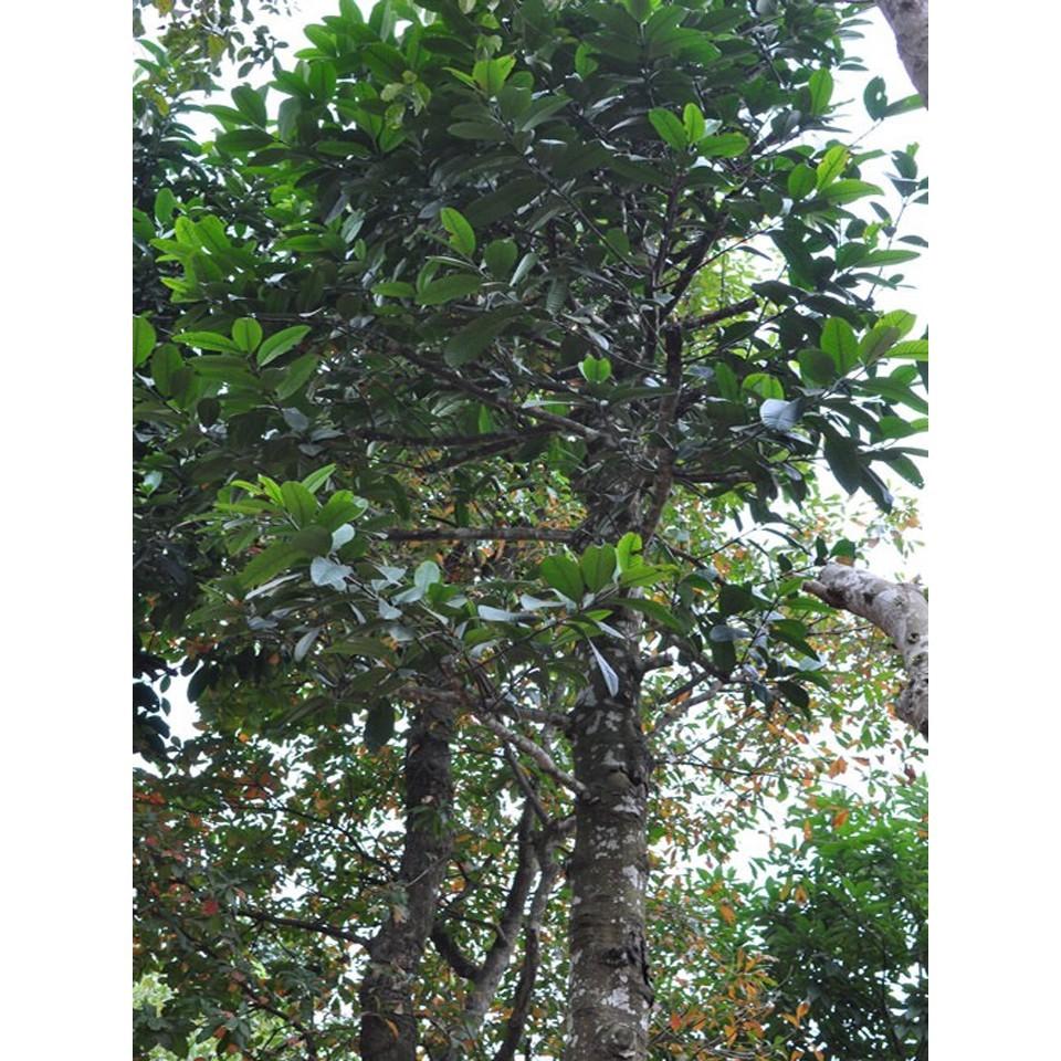 Cây giống tai chua