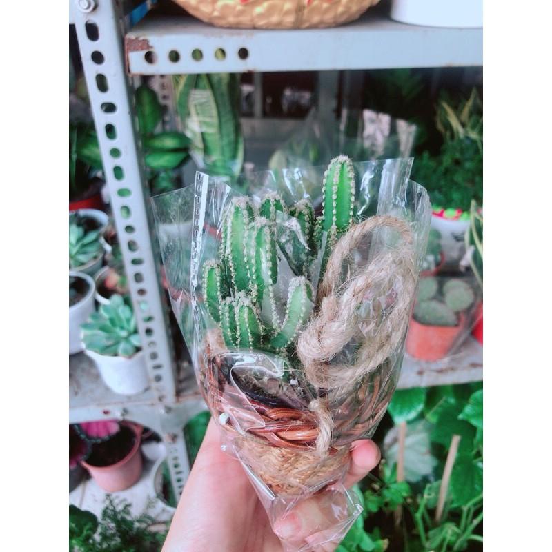 Chậu Xương Rồng