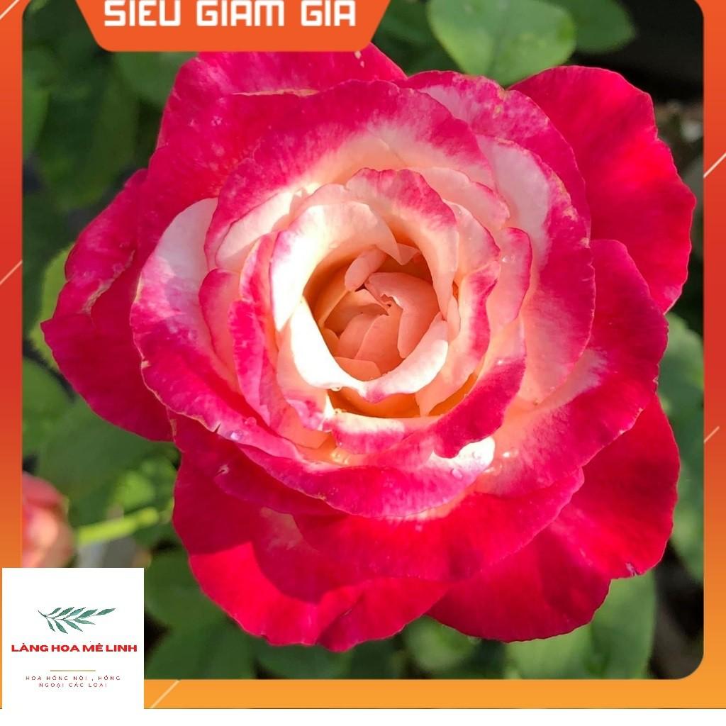 Hoa hồng ngoại Double Delight rose MÀU HỒNG SONG HỶ Tuyệt đẹp -Mùi hương Sả Đậm