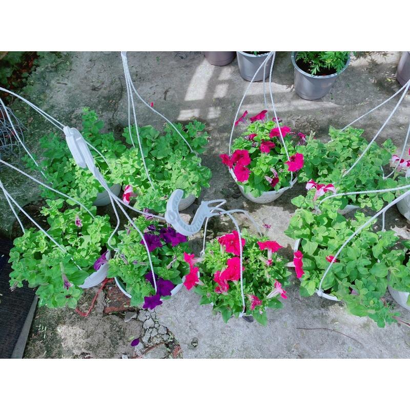 Chậu Hoa Dạ Yến Thảo