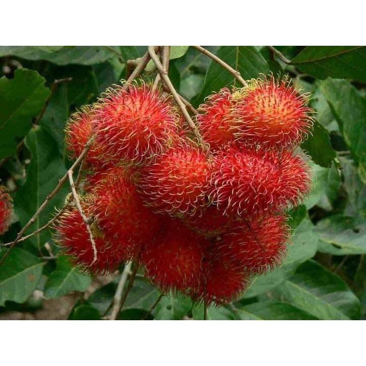CÂY GIỐNG CHÔM CHÔM THÁI LÙN RUỘT VÀNG
