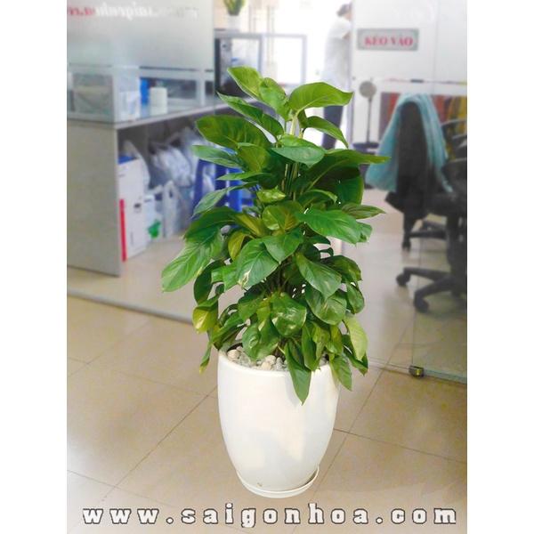 Cây trầu bà tróc bạc,trầu bà trắng