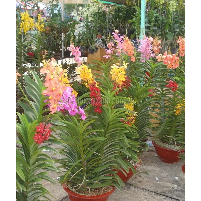 CÂY GIỐNG LAN MOKARA ĐỦ MÀU HÀNG THÁI LAN