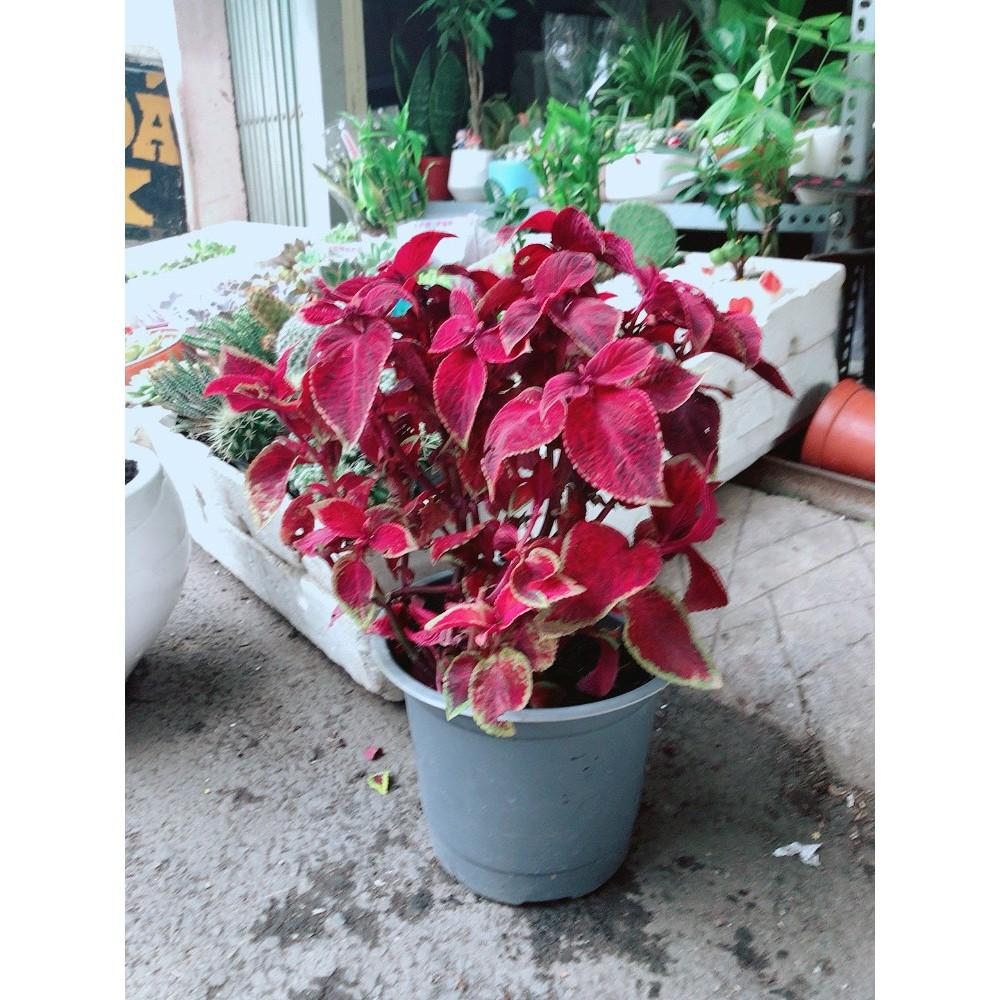 Cây Lá Gấm Đỏ