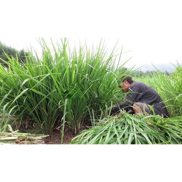 Hạt giống cỏ Ubon Paspalum - Cỏ xả chịu ngập gói 500g