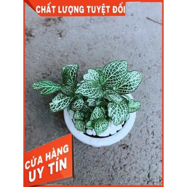 Chậu Cẩm Nhung Xanh