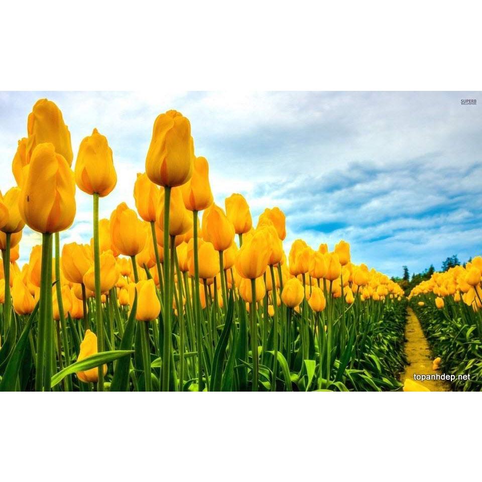 5 củ giống hoa tulip hoa màu vàng - HGNN
