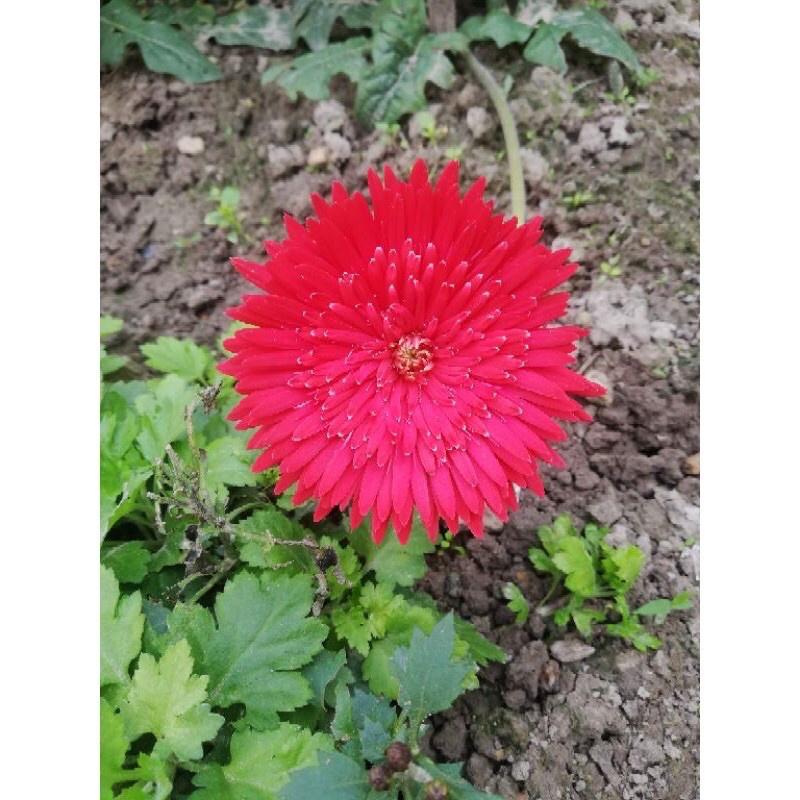 Nhánh hoa đồng tiền cổ