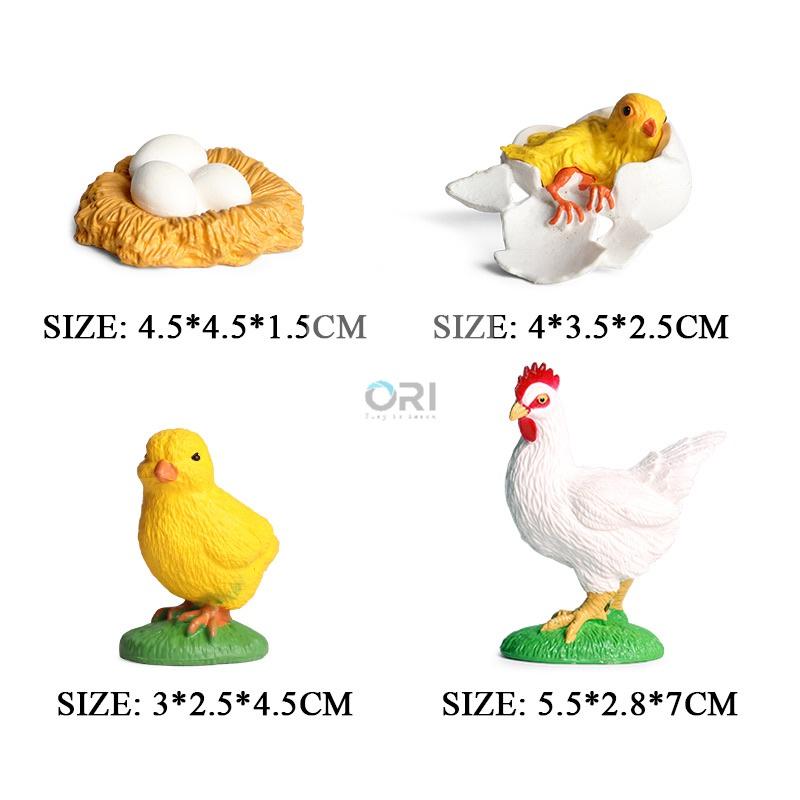 - Mô hình vòng đời của Gà -Học liệu Montessori - Chicken life cycle
