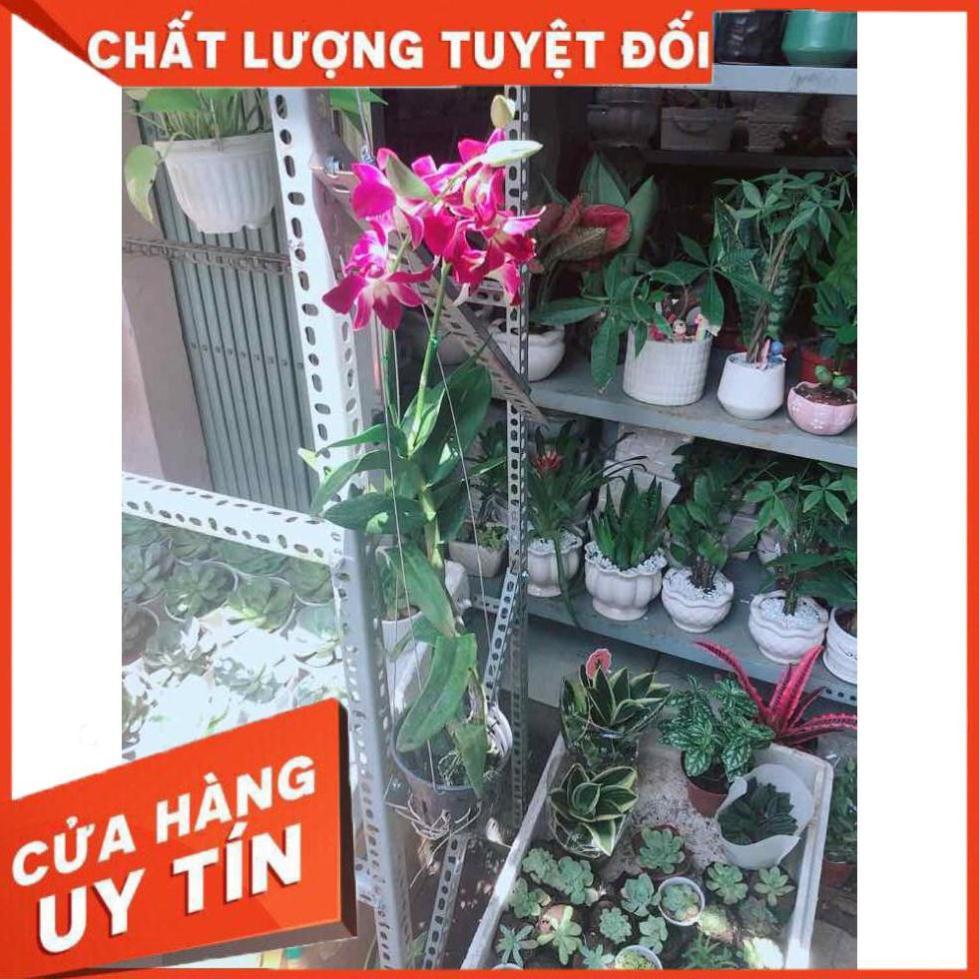 Chậu Lan Dendro Nhiều Người Mua