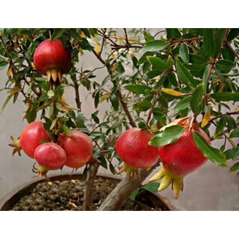 Cây giống lựu đỏ ấn độ siêu sớm