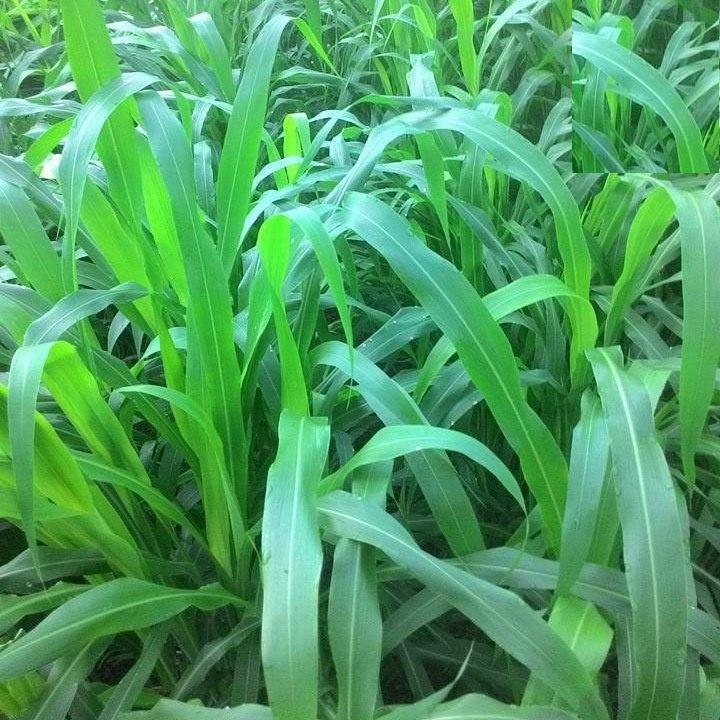 Hạt Giống Cỏ Sudan Lai – Dòng Cỏ Ngô KNS3473 - Gói 100gram