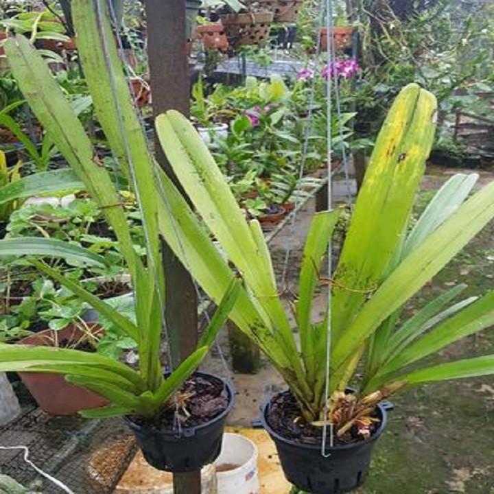 Hoa phong lan kiếm vàng +Tặng 2 cây chanh leo