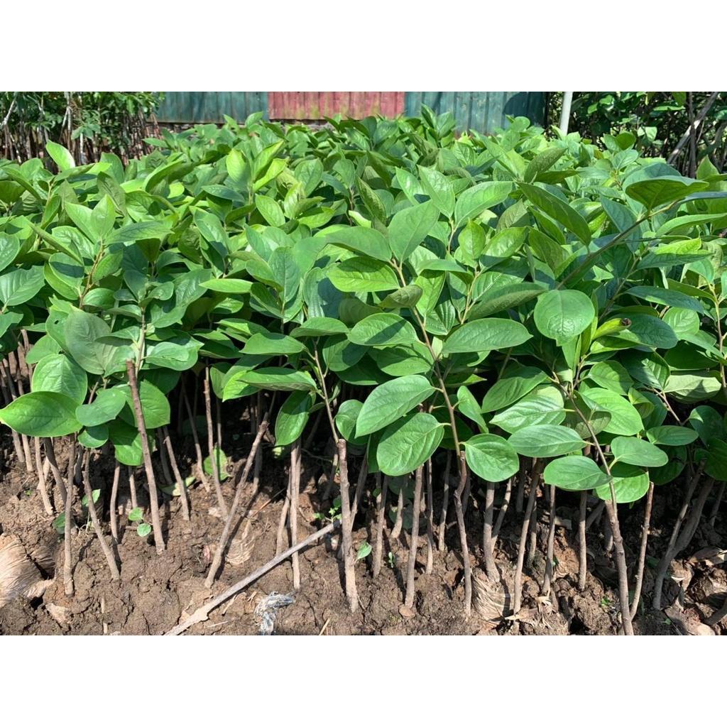 Cây giống Hồng Nhân Hậu.