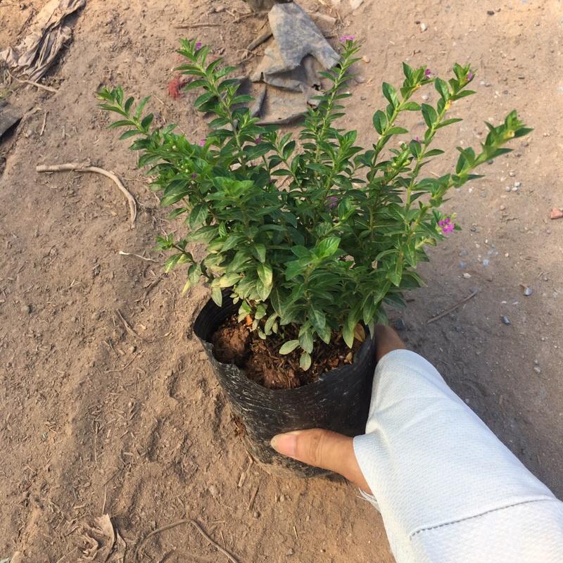 Cây hoa cẩm tú mai trồng bịch đen cao 10cm ,cây phát triển và ra hoa quanh năm ,trồng một lần dùng mãi mãi