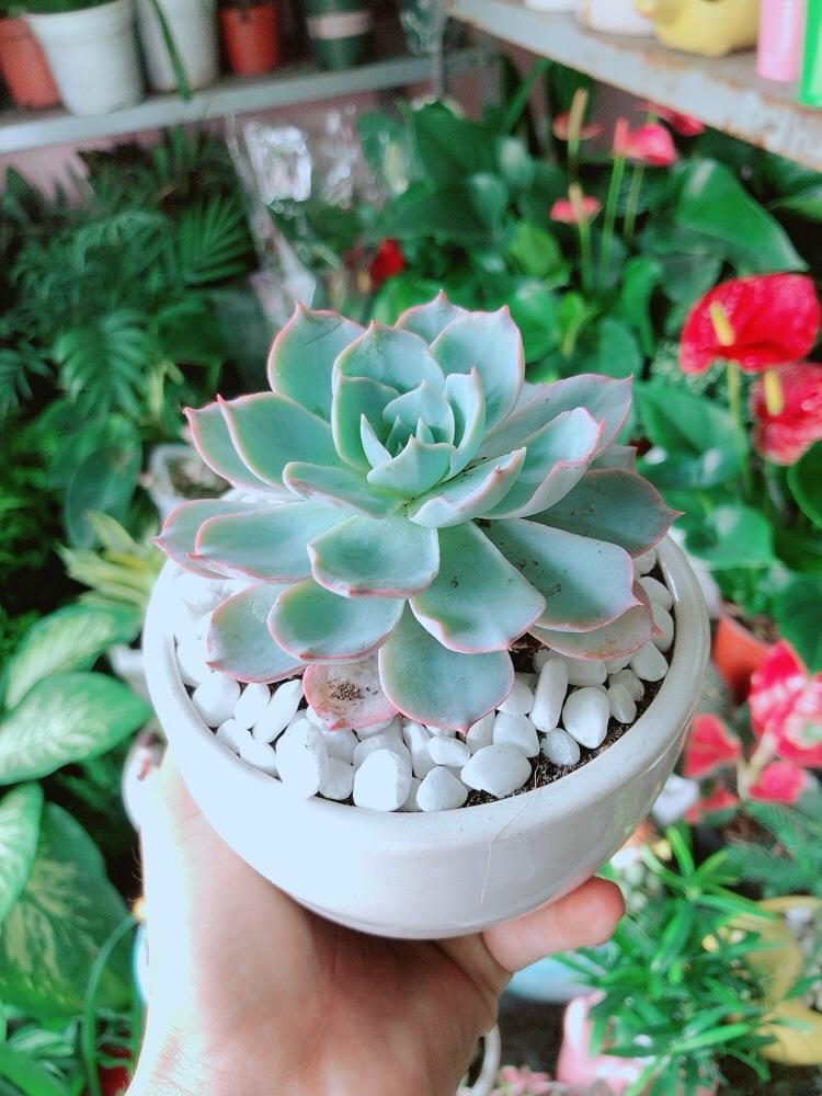 Chậu Sen Đá Hồng Phấn