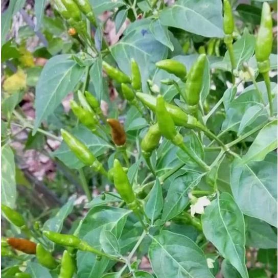 Hạt Giống Ớt Xiêm Thái Lan CT327 - Gói 0.1gram