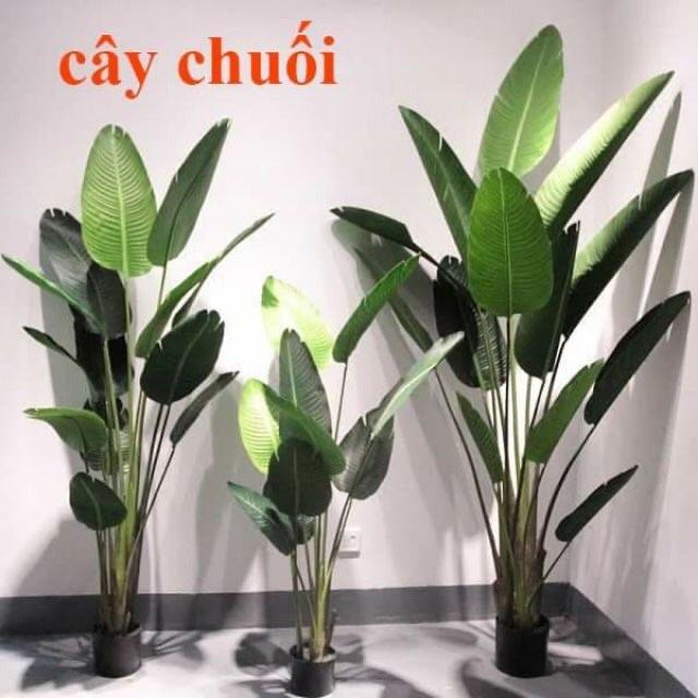 CÂY CHUỐI GIẢ CẢNH CAO 1mét , 1.2mét , 1.6mét , 1.8mét