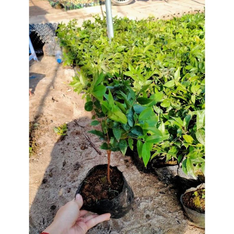 CÂY NHO GỖ 12 VỤ cho quả quanh năm CAO 20CM cây giống thuần chủng F1