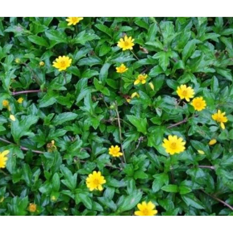 Cây sài đất tắm ngứa và rôm sảy - 1kg cây tươi sạch, hàng nhà trồng