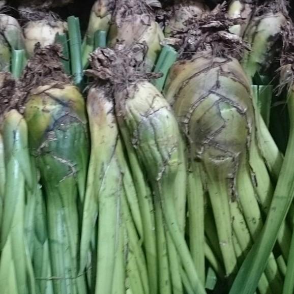 Củ giống hoa địa lan santo hoa màu hồng