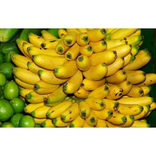 CÂY GIỐNG CHUỐI CAU