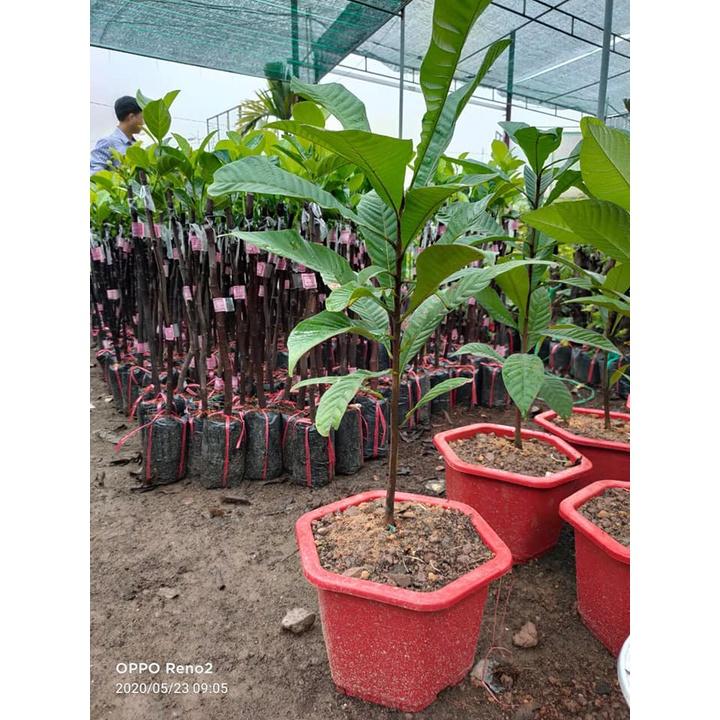 Cây Hồng Xiêm Ruột Đỏ Khổng Lồ