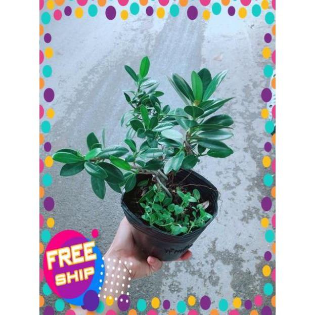 Cây Da Nhật Bonsai