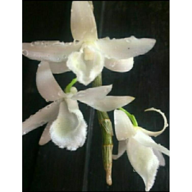 Hoa phong lan phi điệp trắng thái
