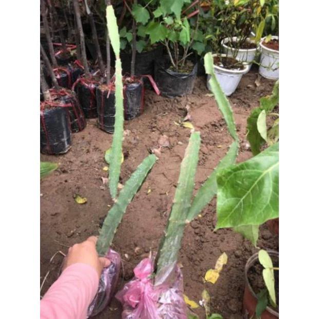 Cây Giống Thanh Long Vàng tặng 2 cây chè xanh