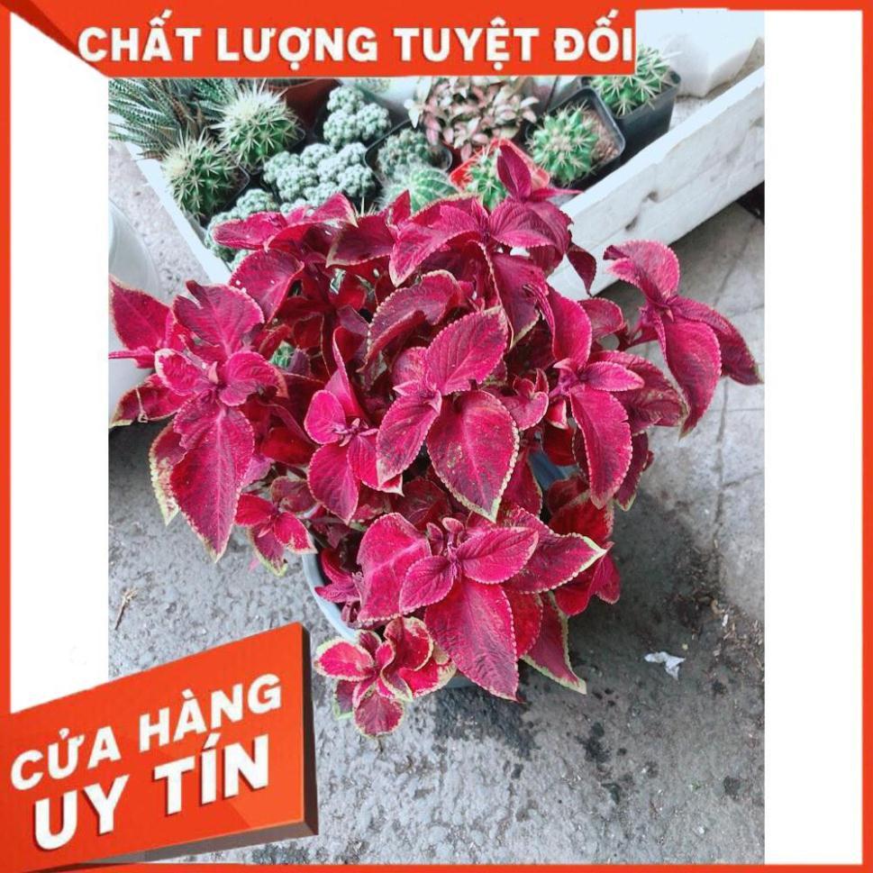 Cây Lá Gấm Đỏ